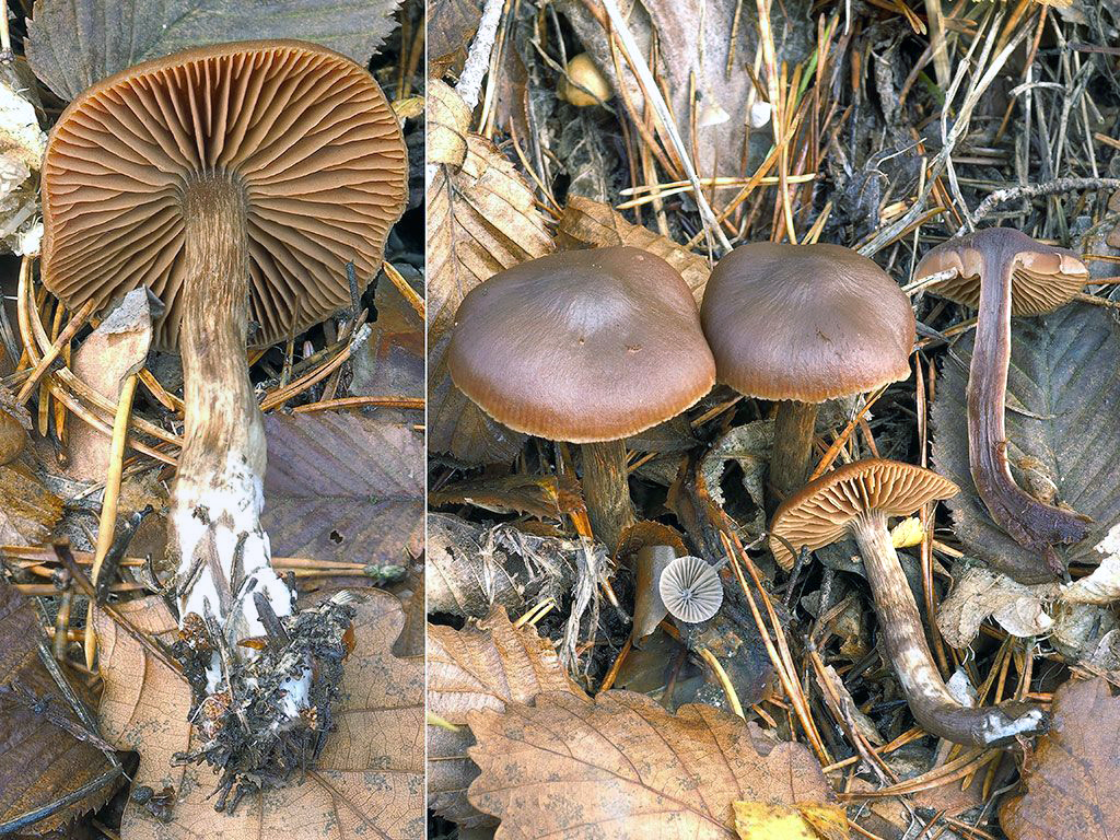 C. abjectus - biedny