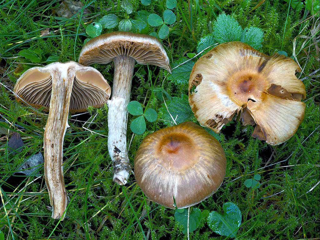 C. aciculisporus - pichľavovýtrusný