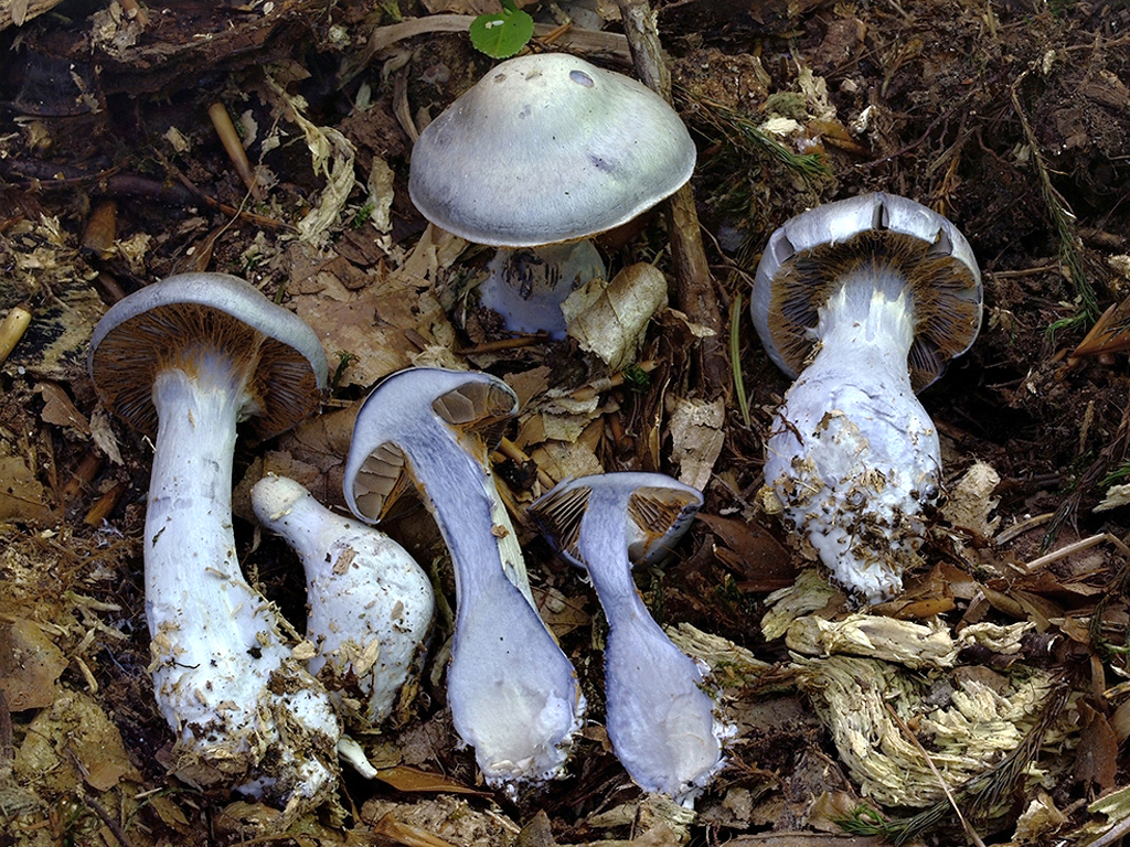 C. acutispissipes - ostrotučný