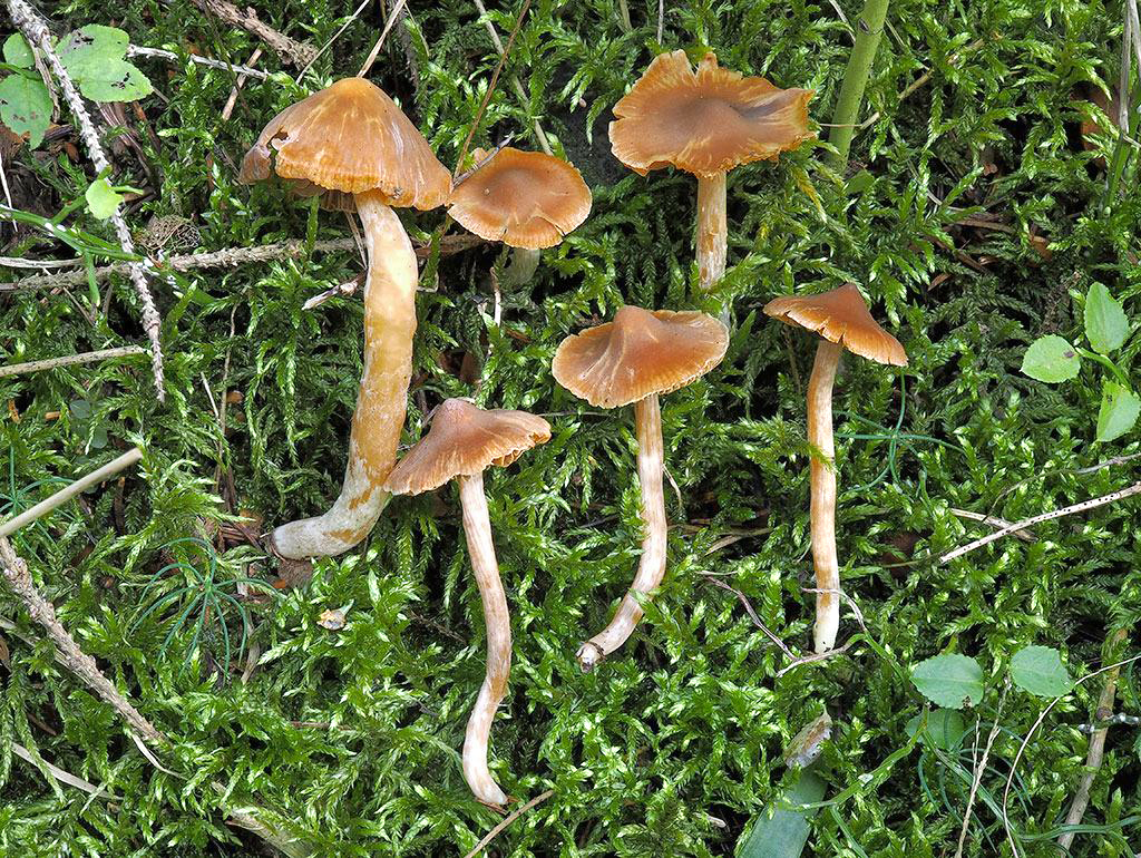 C. acutorum - naostrený