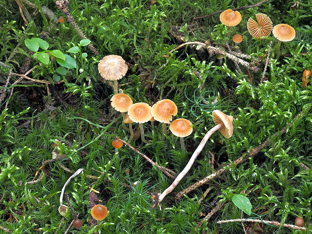 C. acutovelatus - zahrotený