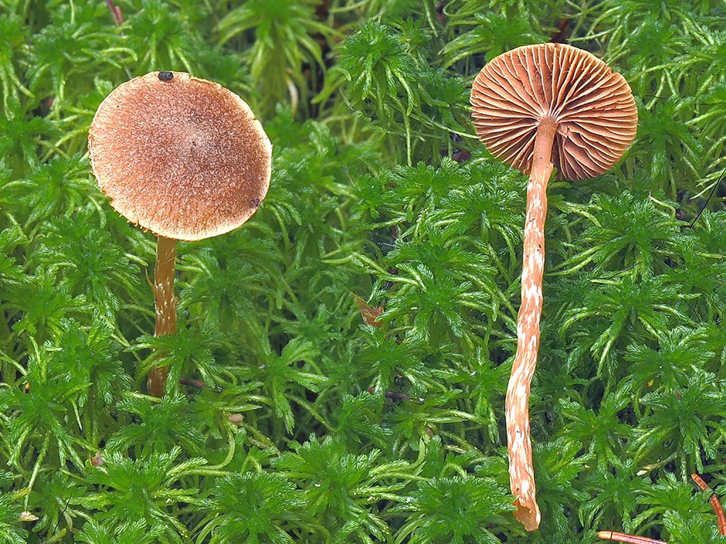 C. acutus var. globispermus - oblovýtrusný