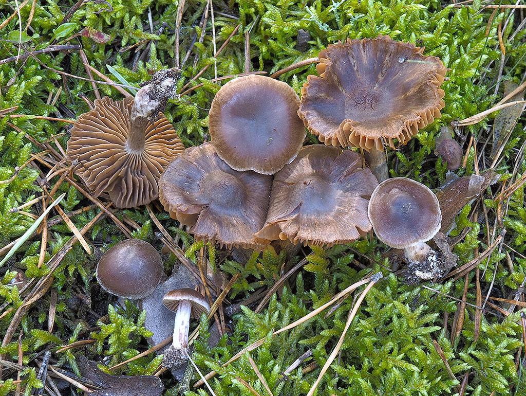 C. adalbertii var. turritus - Adalbertov tmavý
