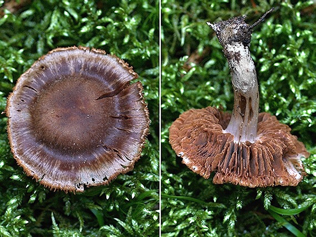 C. ahsii - Hanchettov
