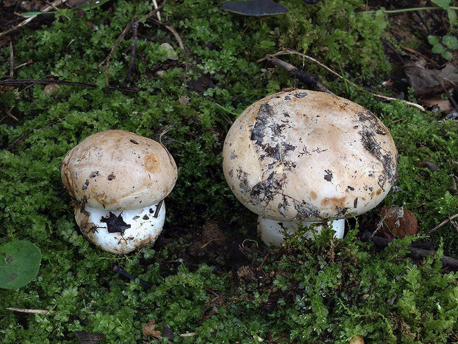 C. albidus - belavý