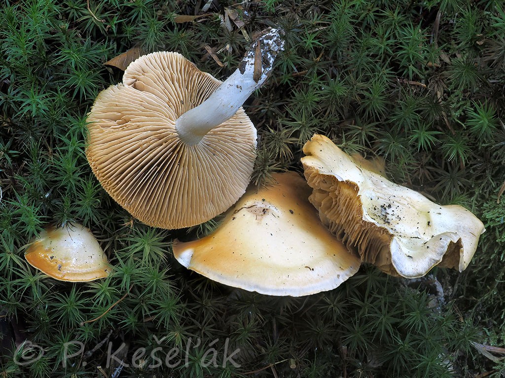 C. alboamarescens - horknúci 