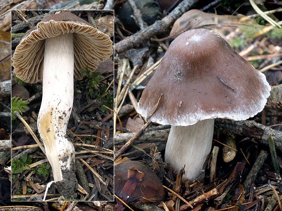 C. alboambitus - bielookrajový