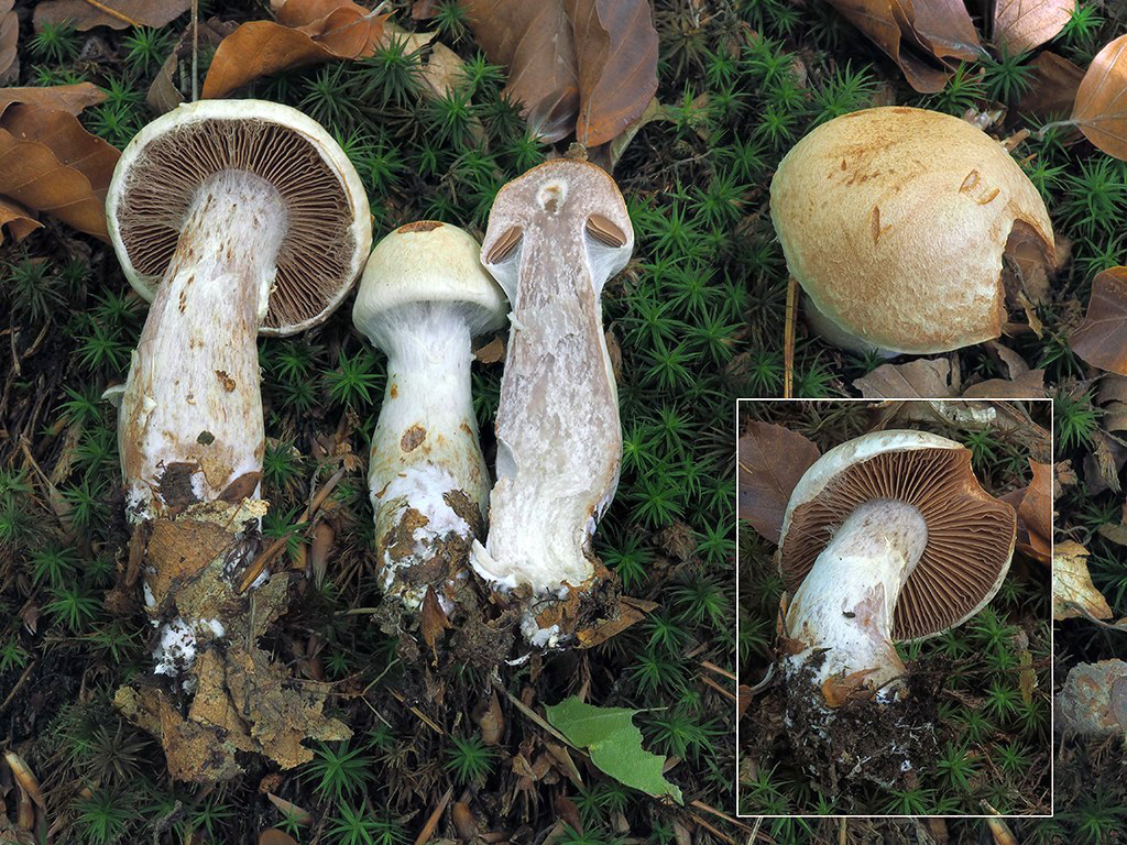 C. alborufescens - bledohrdzavý