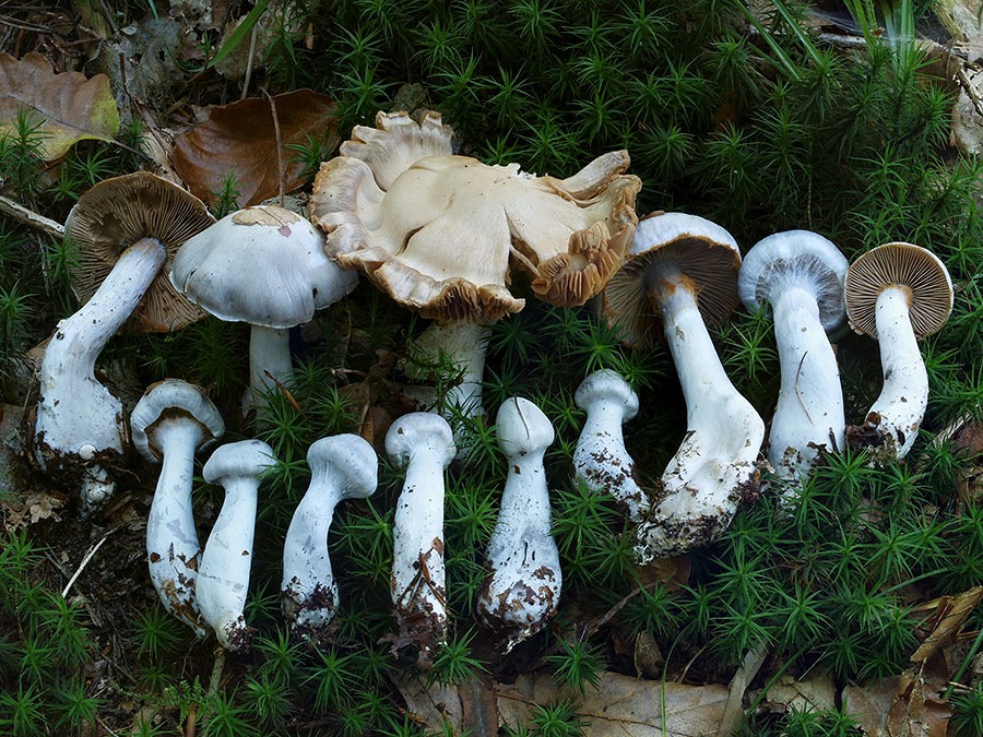 C. alboviolaceus - bledofialový