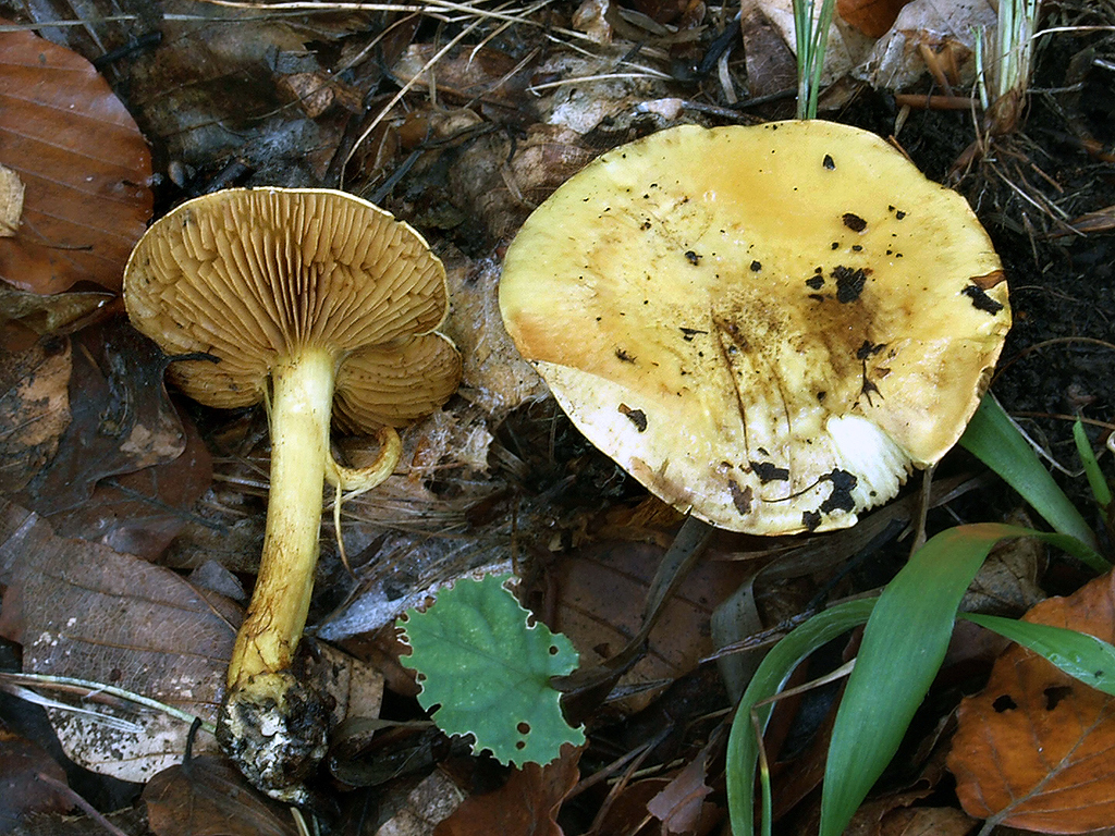 C. alcalinophilus - zásadomilný
