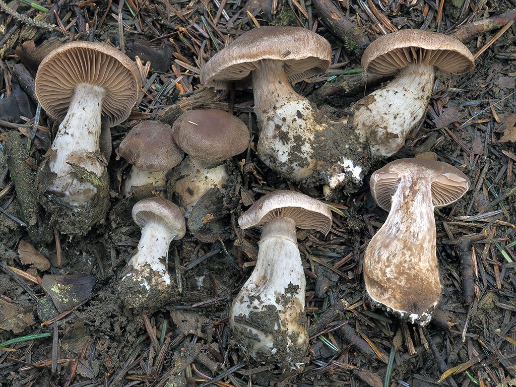C. aleuriodor - múčny