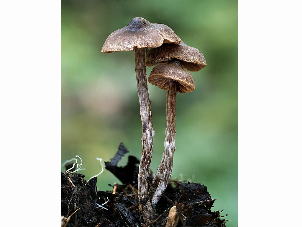 C. alnetorum - hnedastosivý