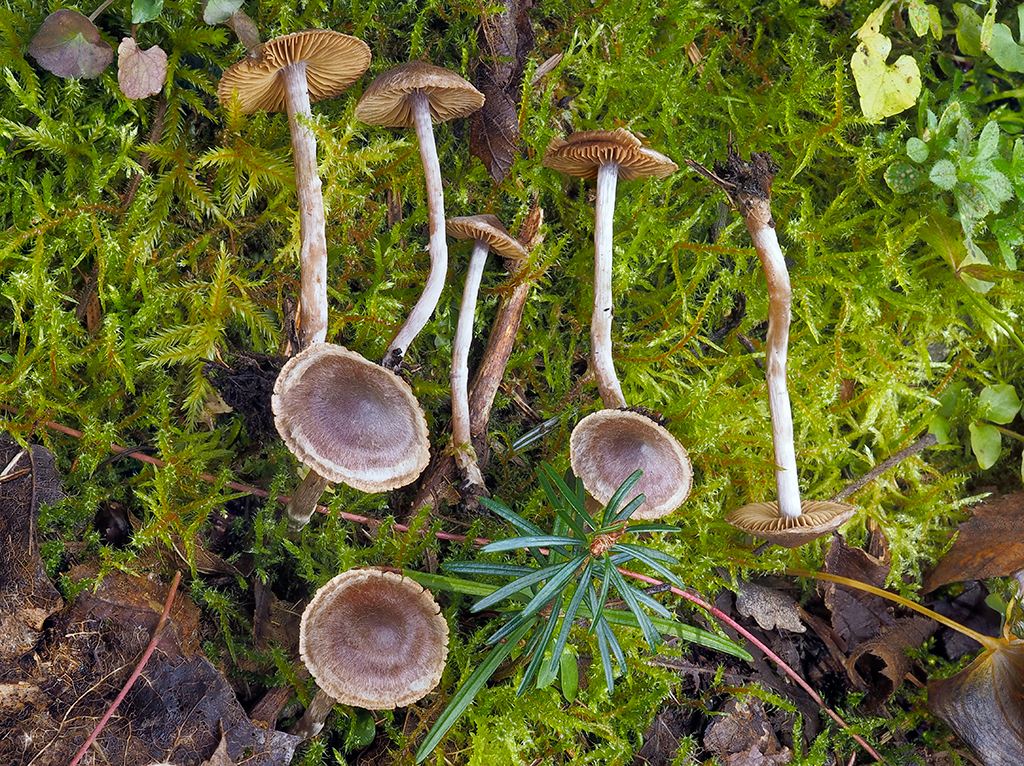 C. altipes - vysokohlúbikový