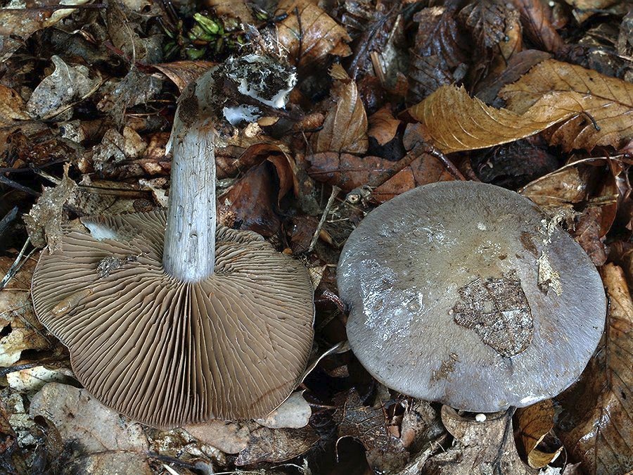C. amarocaerulescens - tmavobelasý