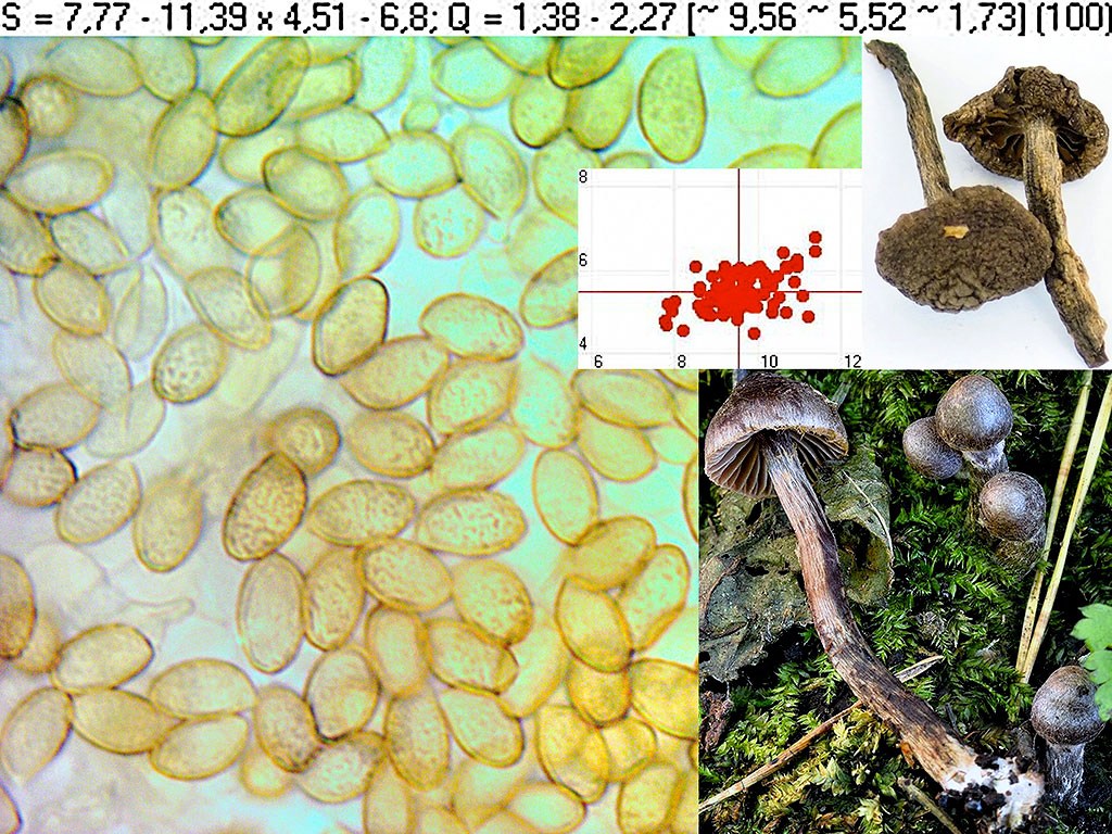 C. americanus - americký