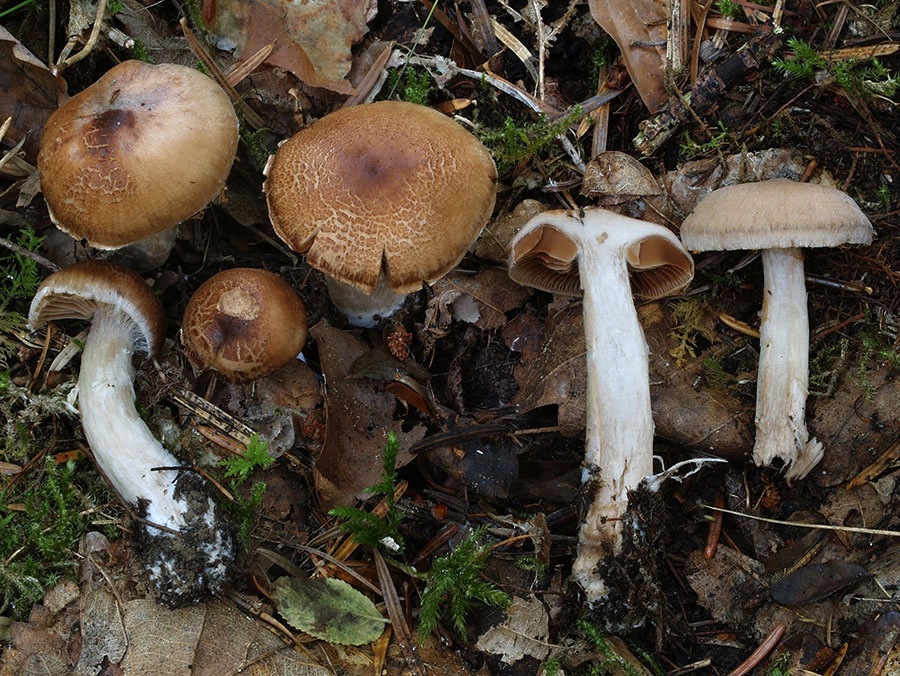 C. anisochrous - nerovnofarebný