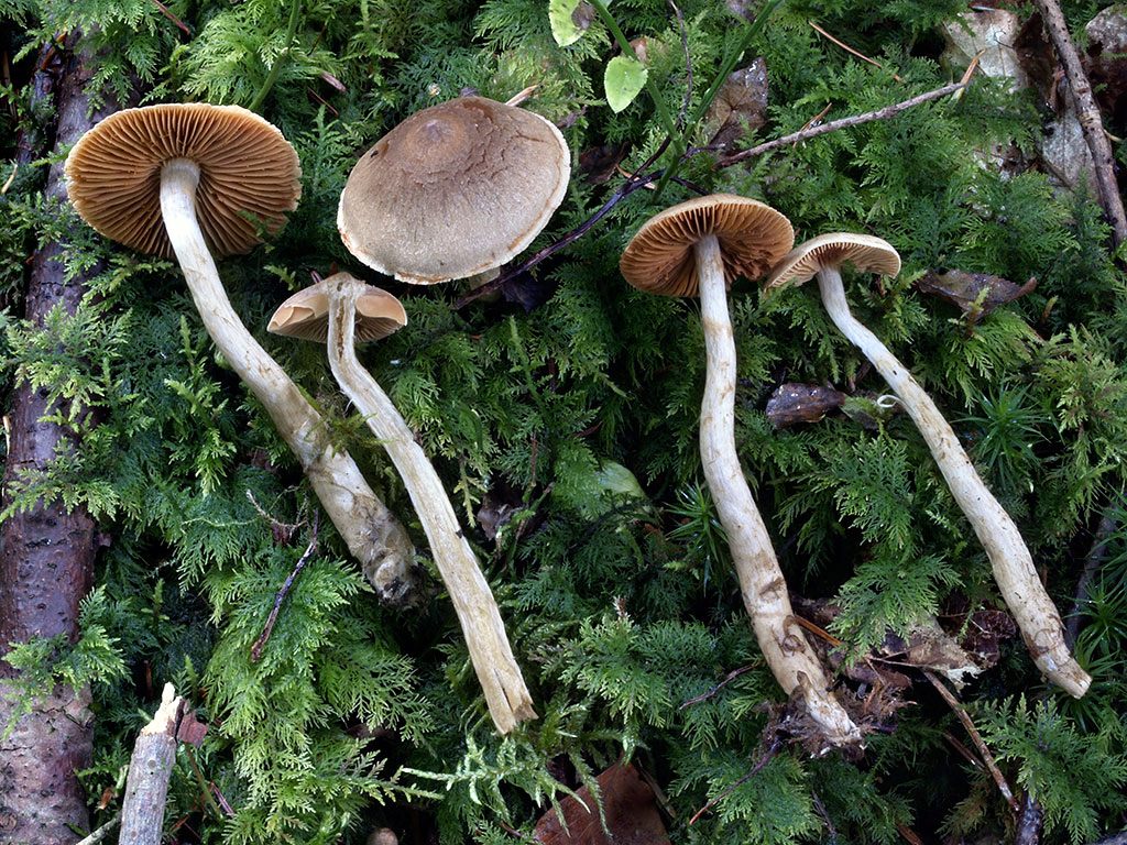 C. annae-maritae - Anna-Maritin