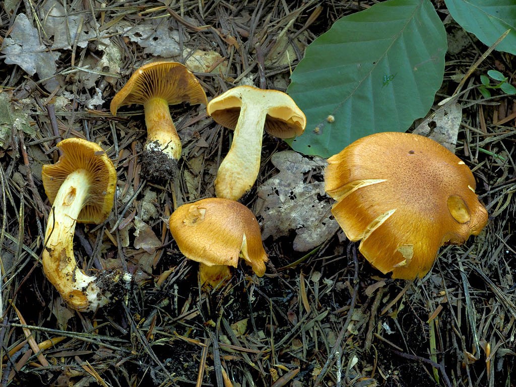 C. annulatus - prsteňový