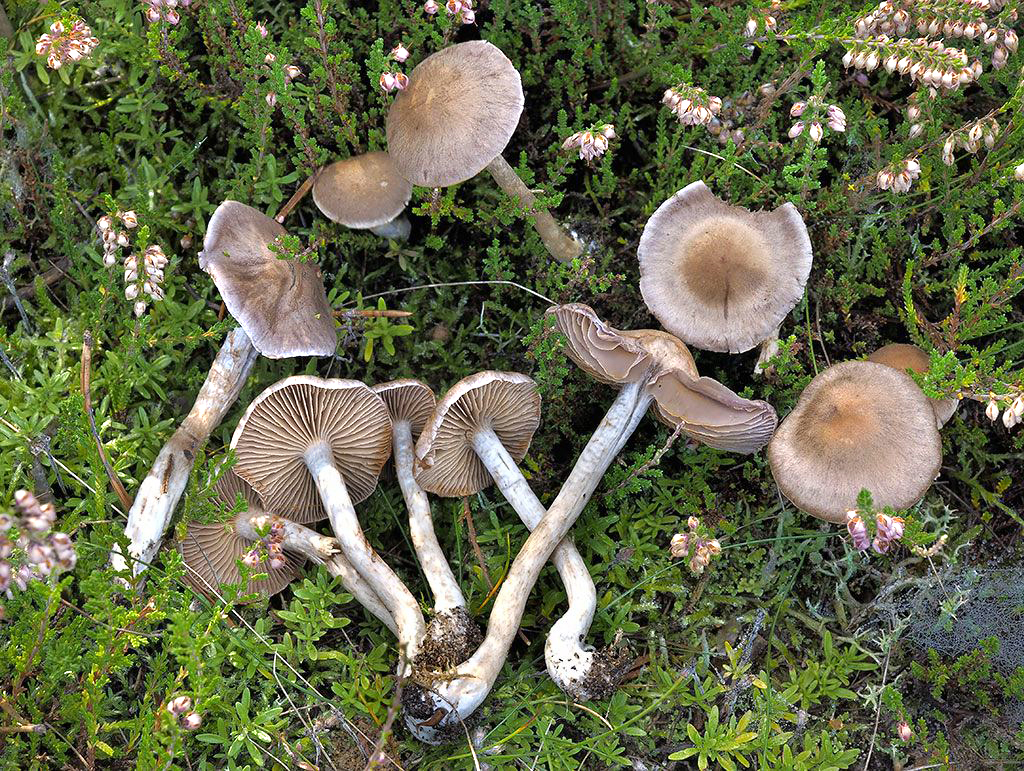 C. anomalellus - spanilý