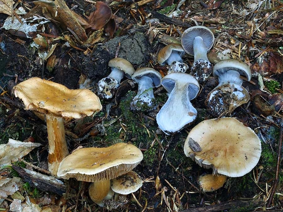 C. anomalo-ochrascens - neobvyklý