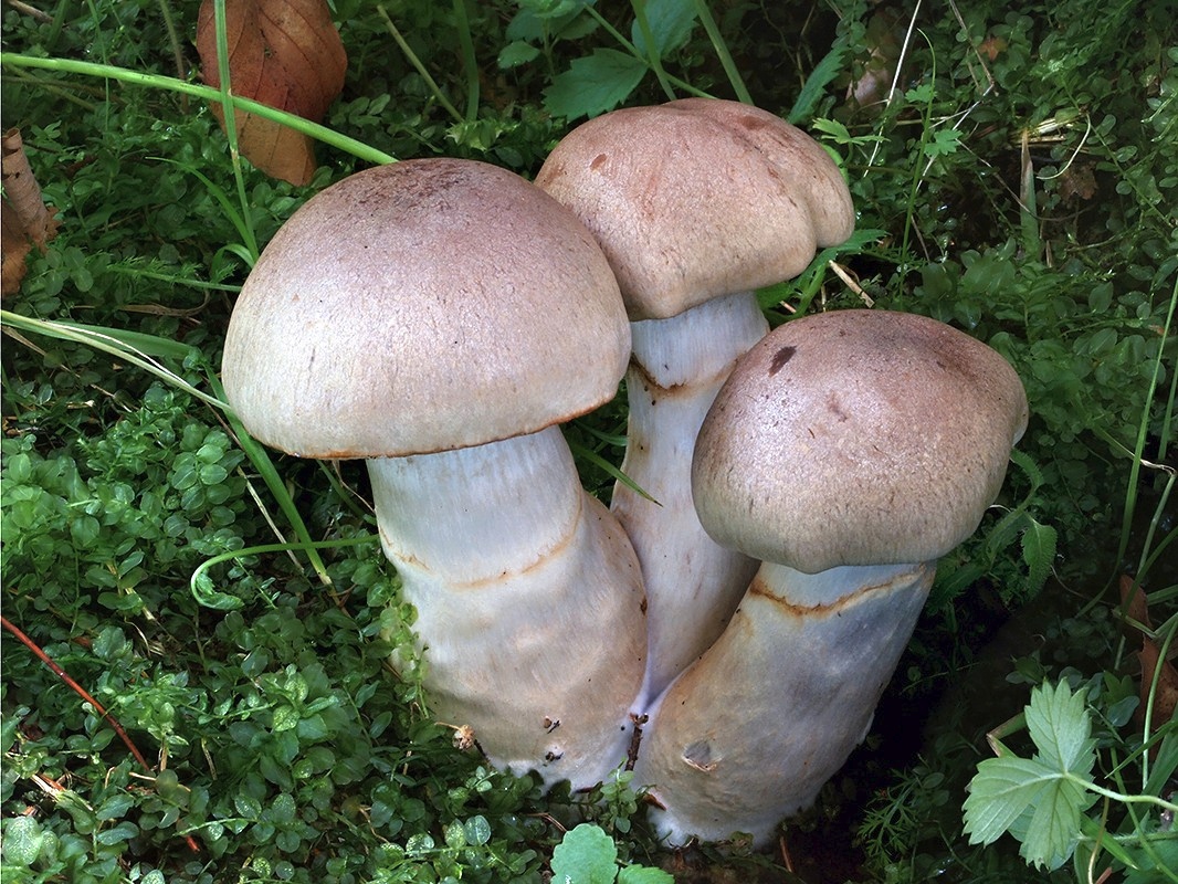 C. anomalus - opásaný