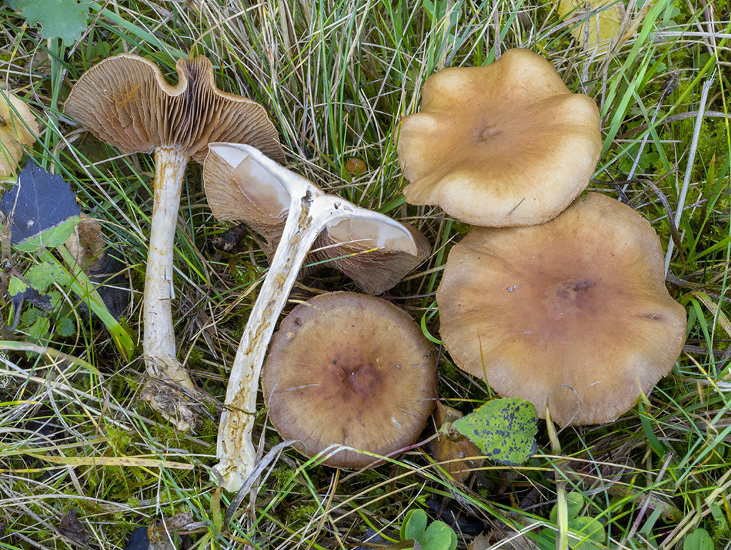 C. anomalus var. anomalus - nezvyčajný