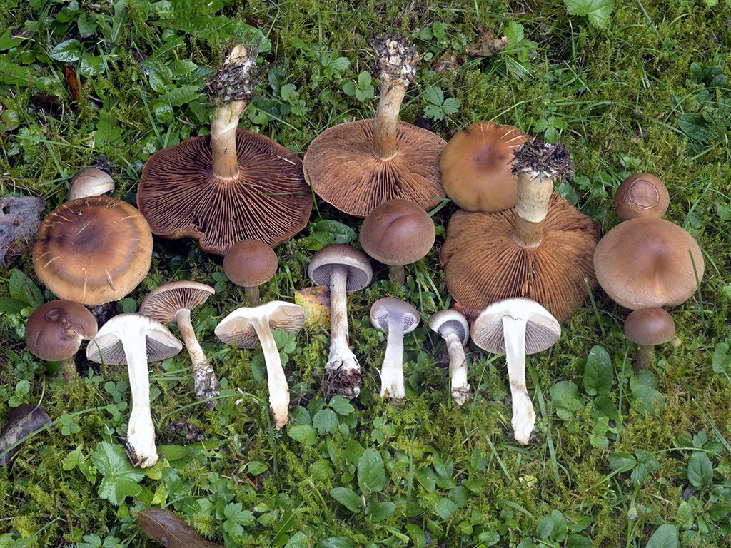 C. anomalus var. campestris - pasienkový