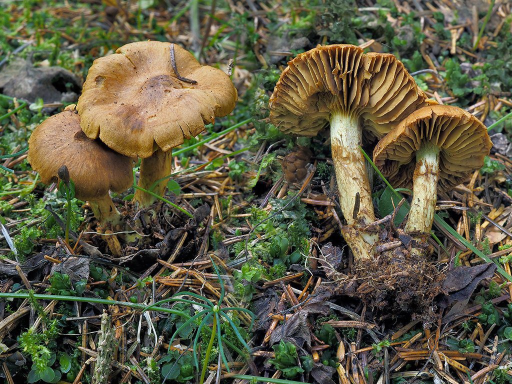 C. appalachiensis - apalačský
