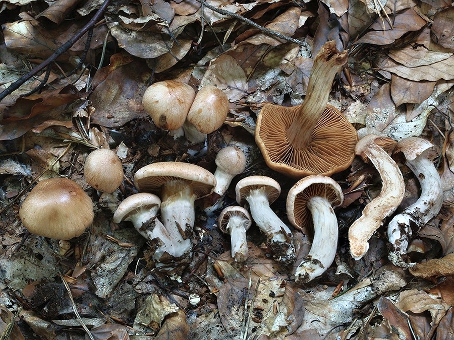 C. aprinus - žilkovaný
