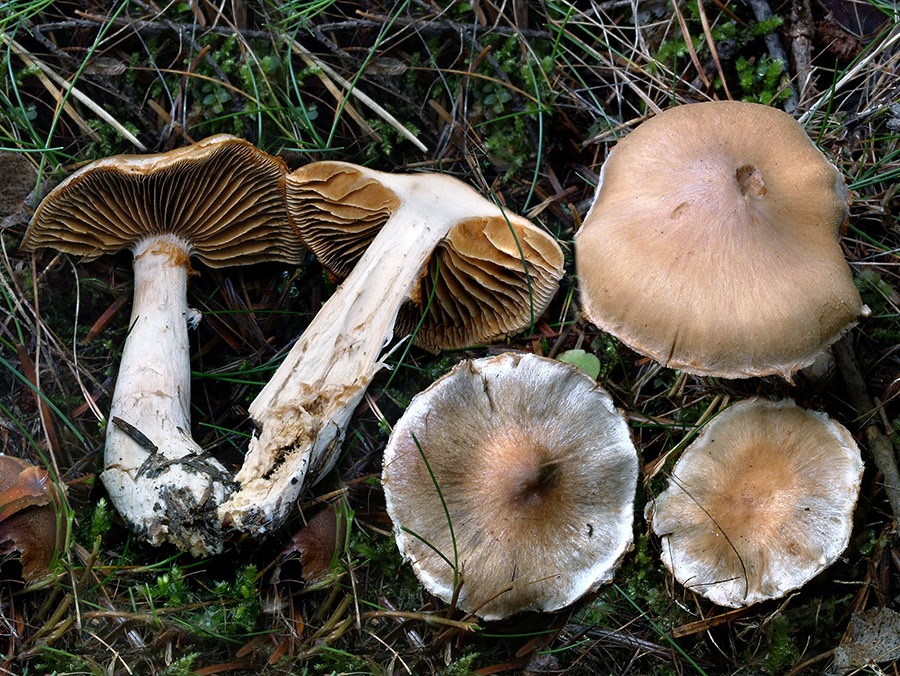 C. aptecohaerens - priliehavý