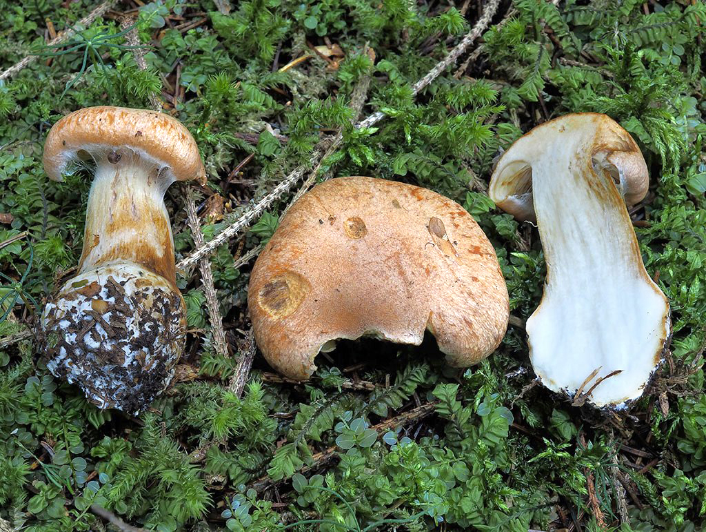 C. areni-silvae - lesný
