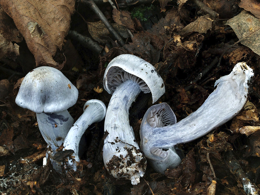 C. argentatus - postriebrený