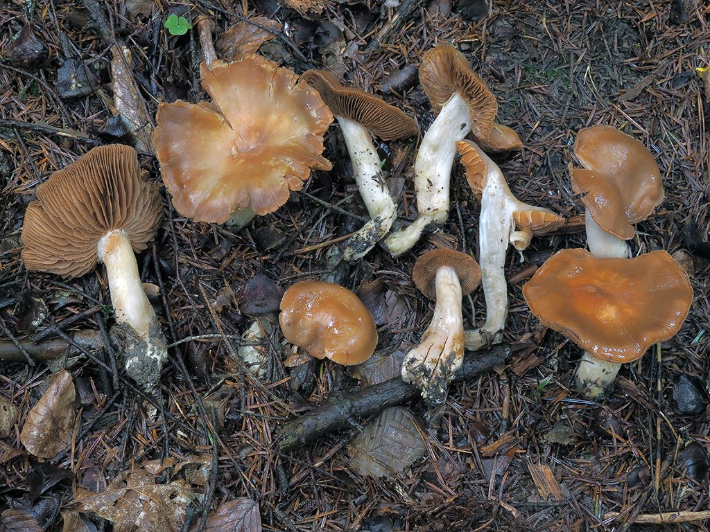 C. armeniacus var. poecilopus - zvláštnohlúbikový