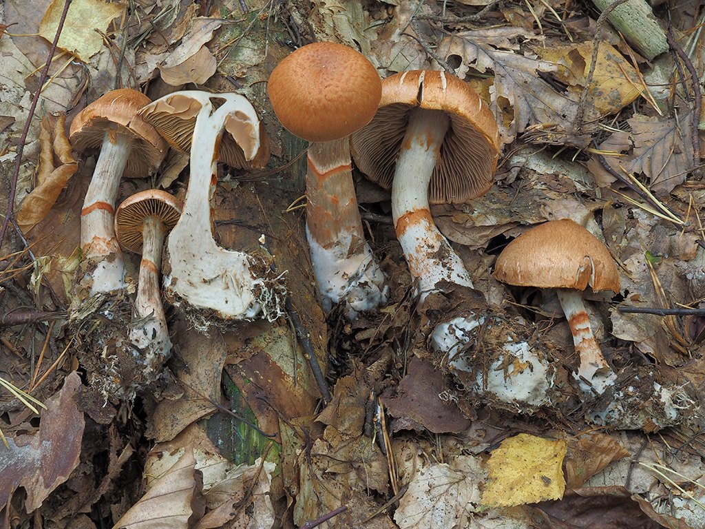 C. armillatus - červenopásový