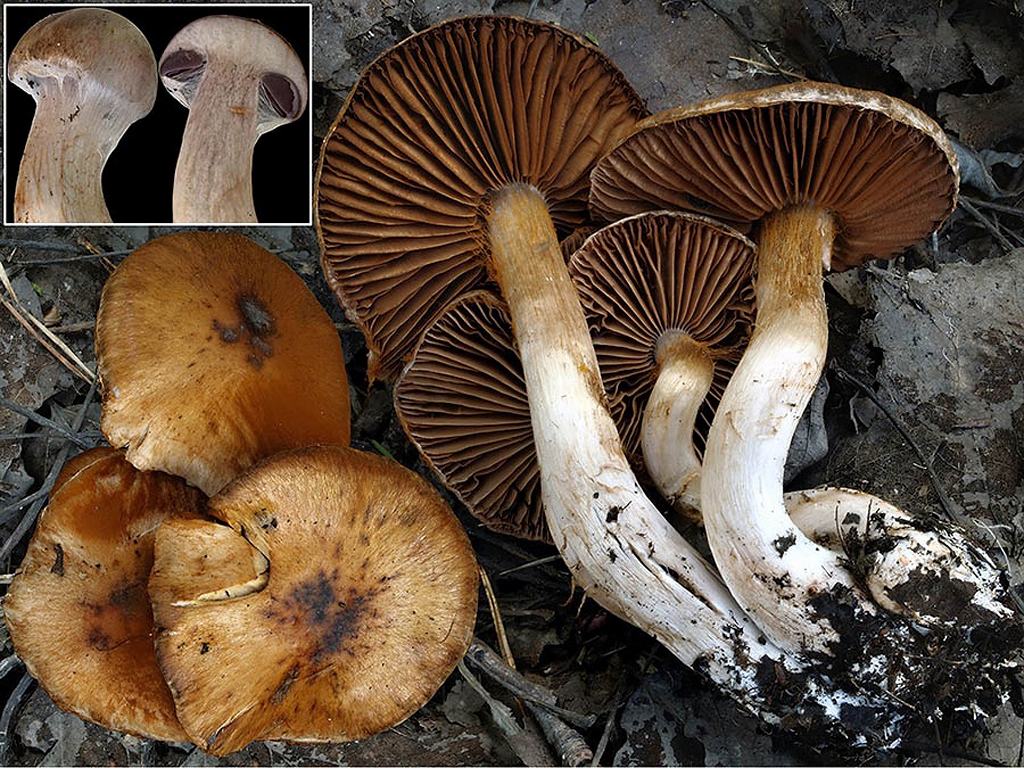 C. aromatcus - aromatcký