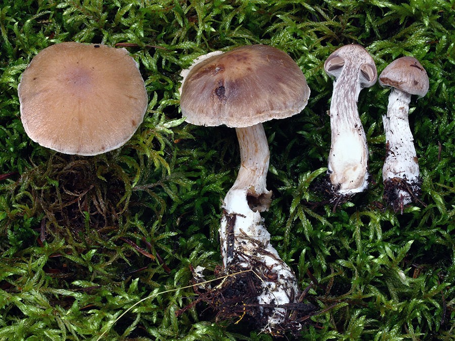 C. arvalis - poľný