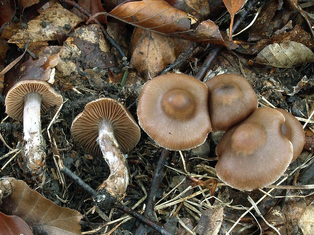 C. assiduus - usadlý