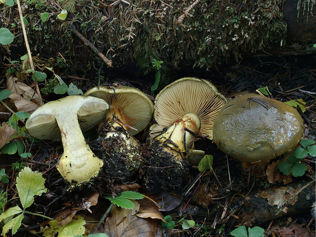 C. atrovirens - kopytníkový, feniklový, zelený