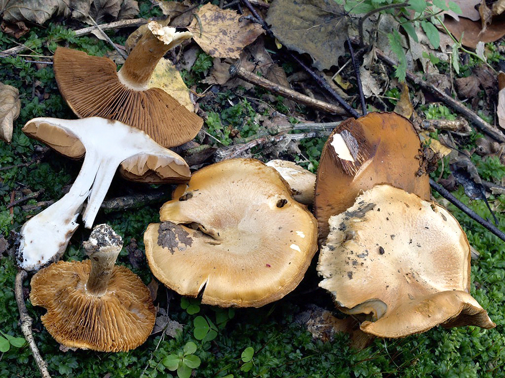 C. aurantionapus var. similis - pomarančovorepový podobný