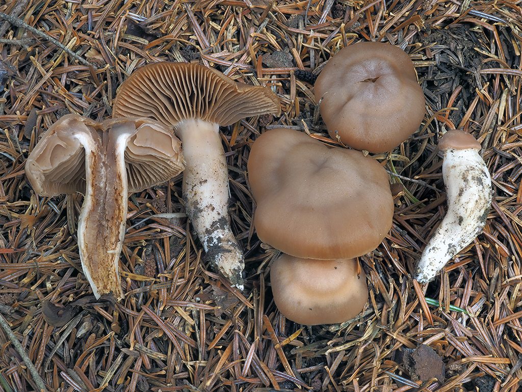 C. aurantiosplendidus - oranžovolesklý