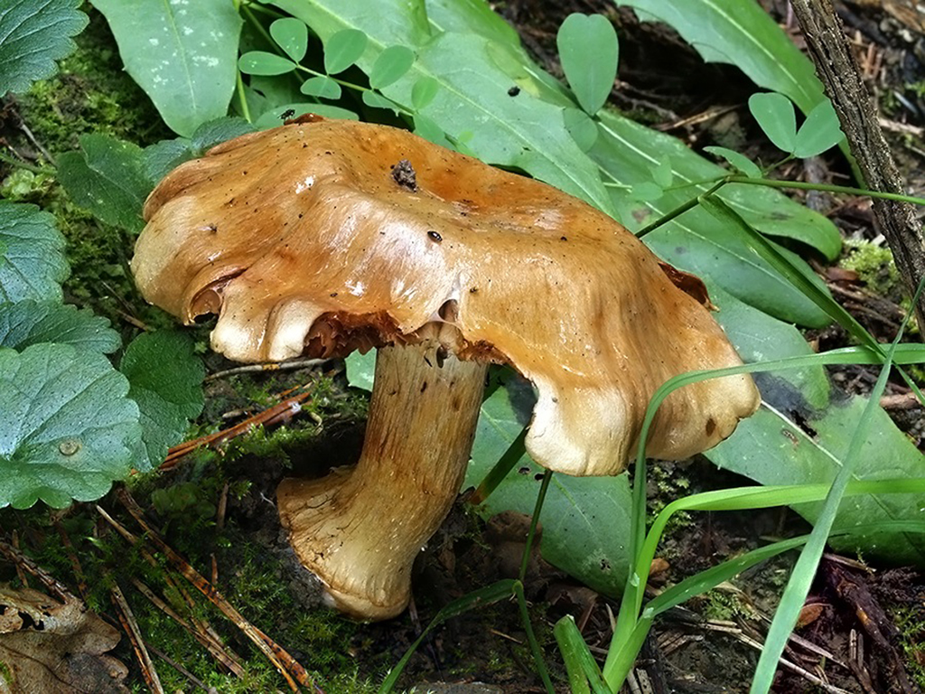 C. aurantiotinctus - oranžovookrový