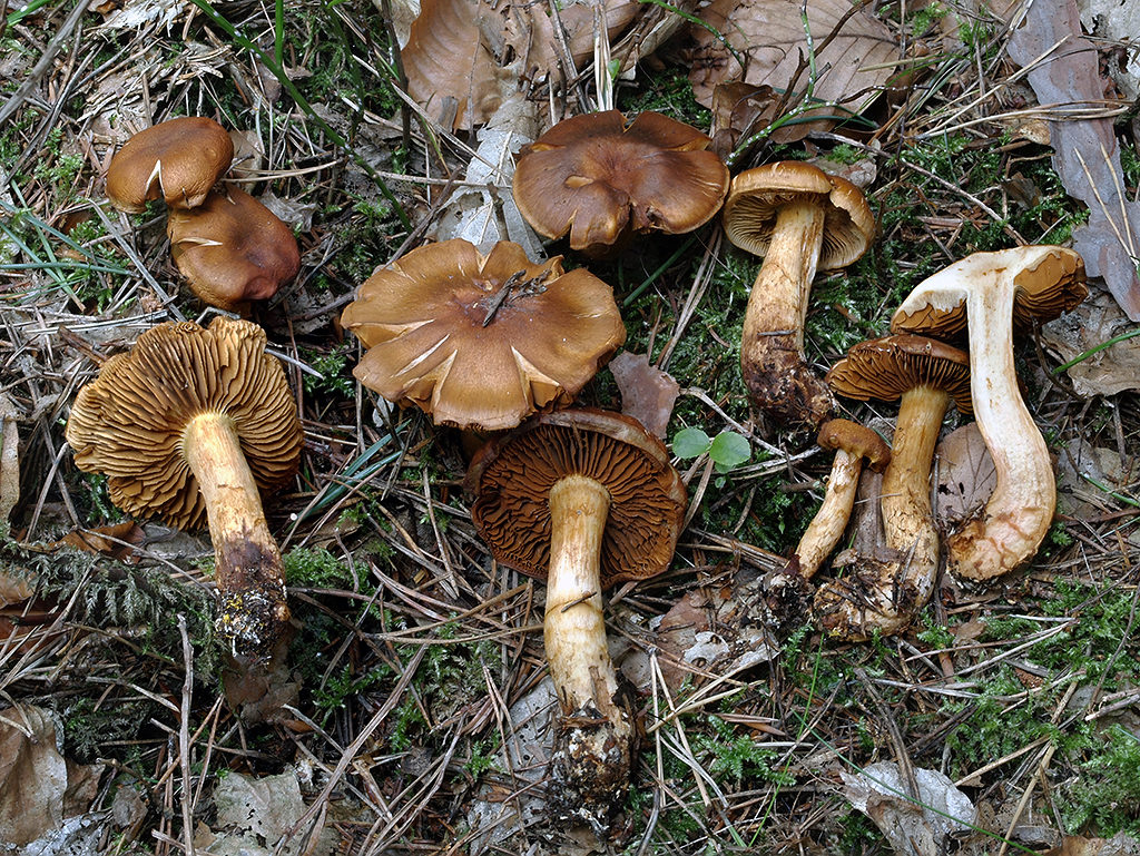 C. aureomyceliosus - zlatomycéliový