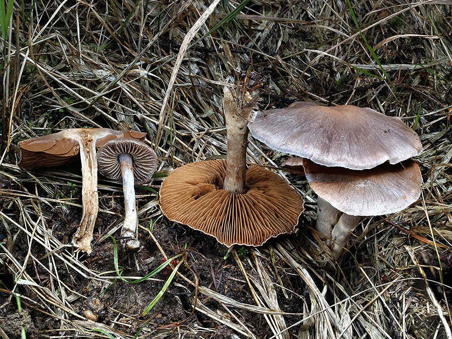 C. azureovelatus - modropavučinový