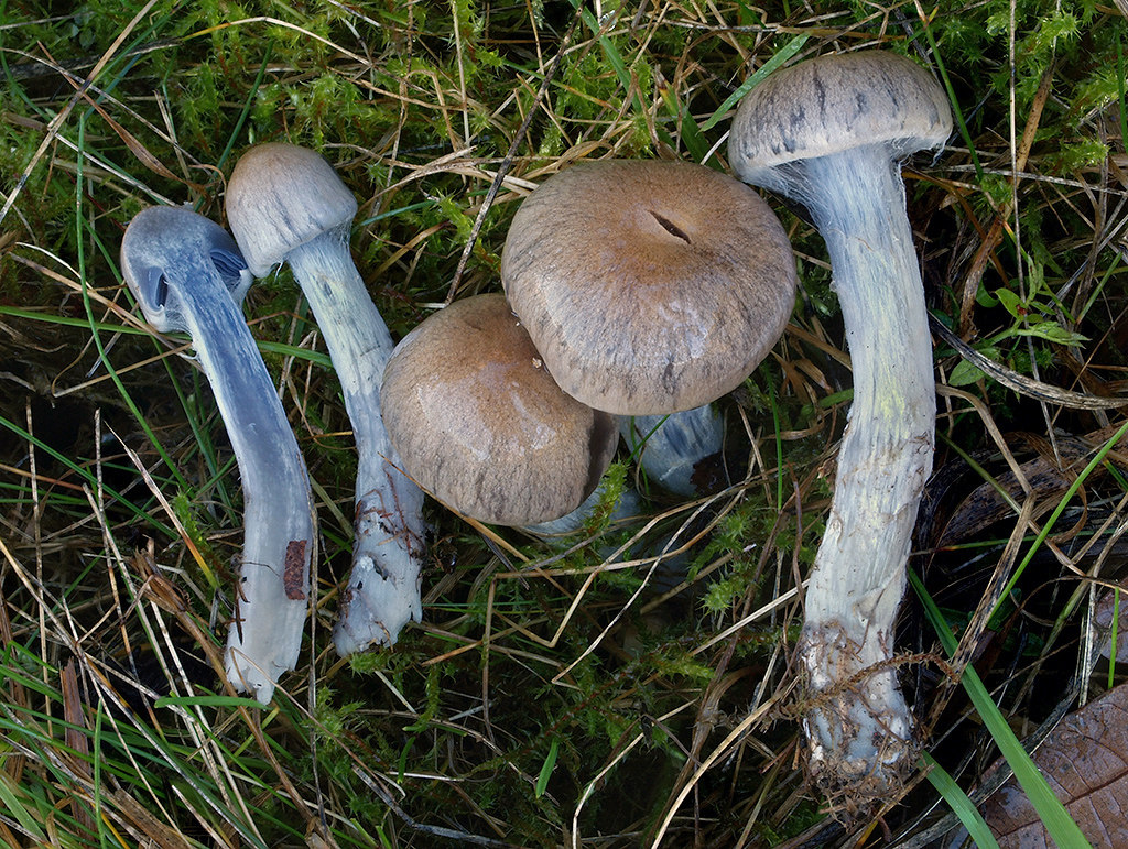 C. azureus - azúrový