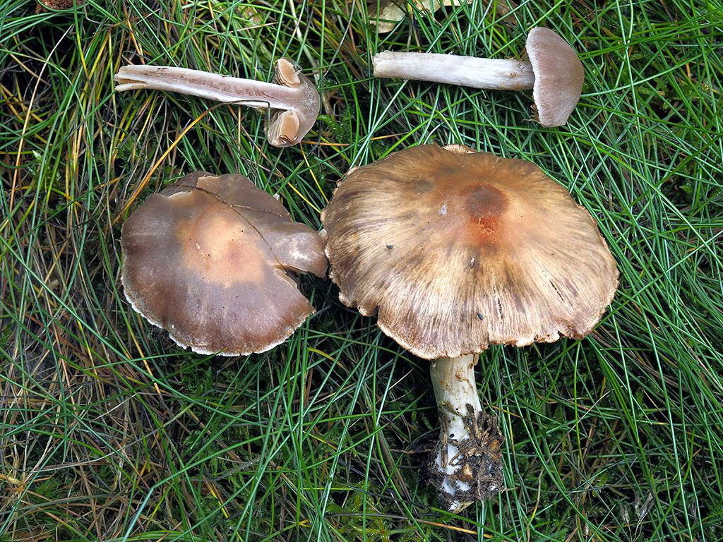 C. badioflammeus - žíhanohnedý