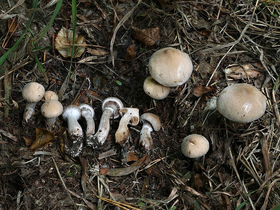 C. badioflavus - okrovožltý