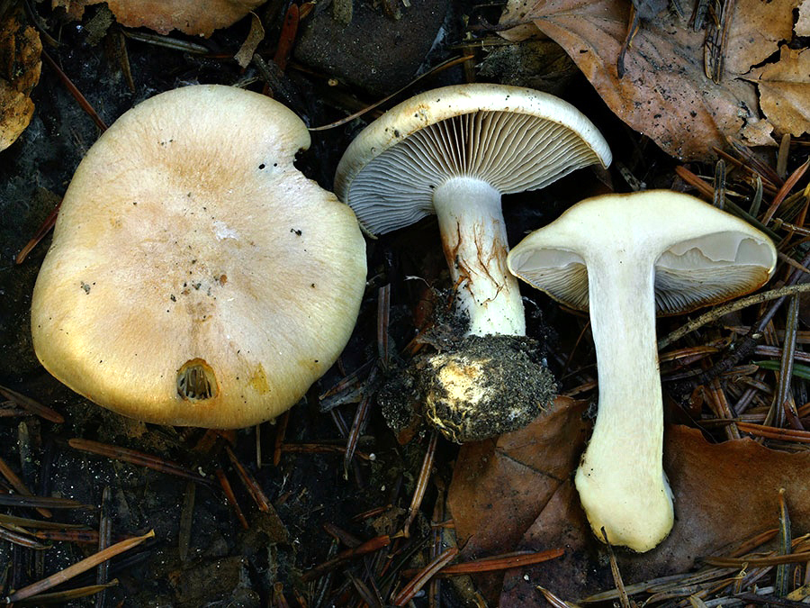 C. balteatialutaceus - kožovožltý