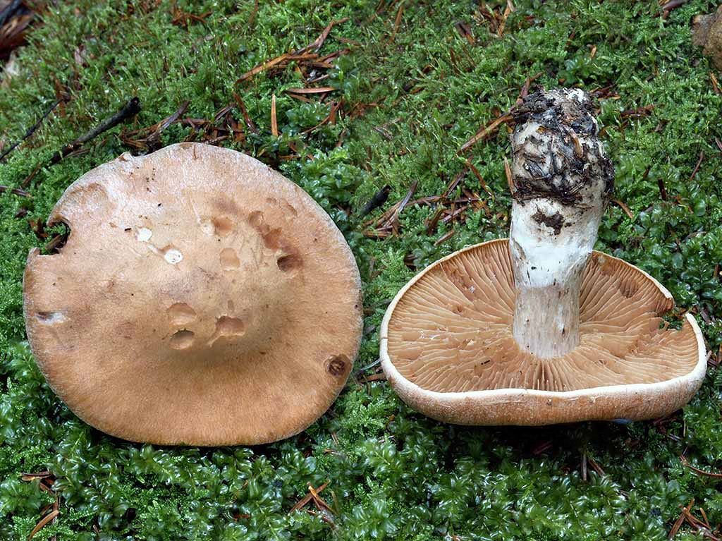 C. balteatoalbus - hnedoškvrnitý