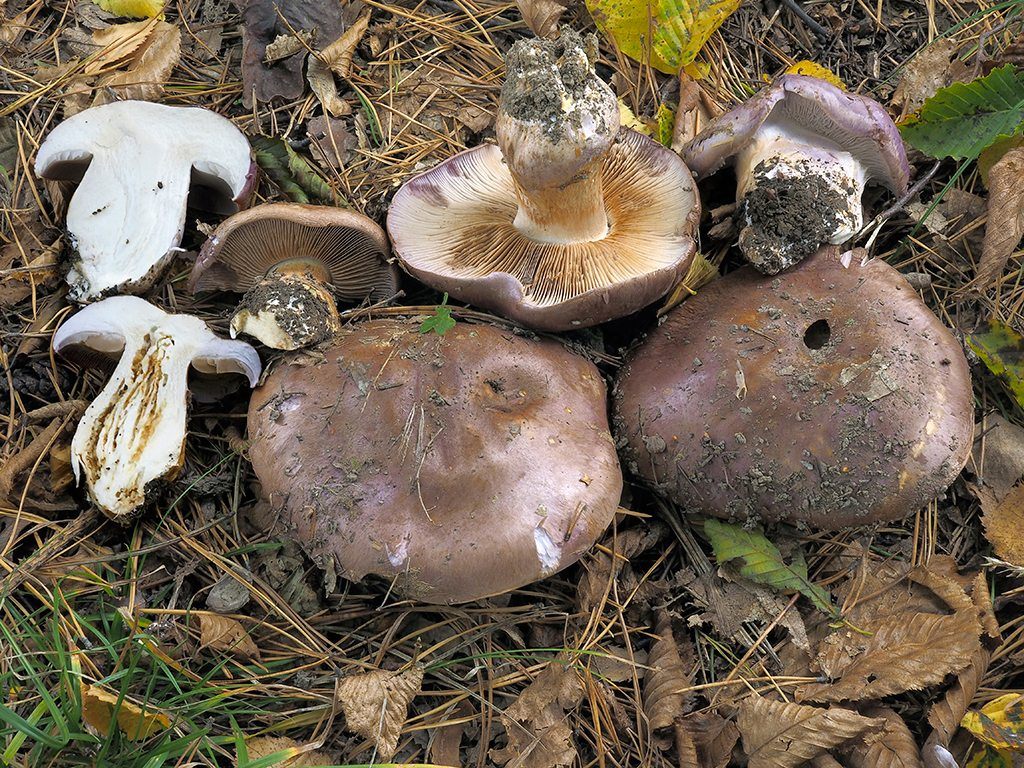 C. balteatocumatilis - hnedofialový