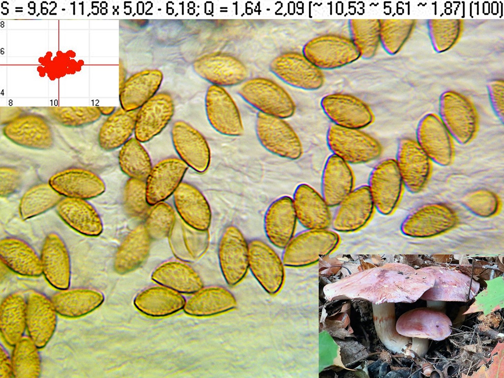 C. balteatocumatilis var. laetus - fialovookrajový svetlý